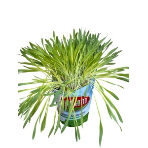 ERBA GATTO IN VASETTO GIA'...