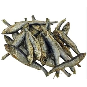 REX PESCIOLINI GR 200