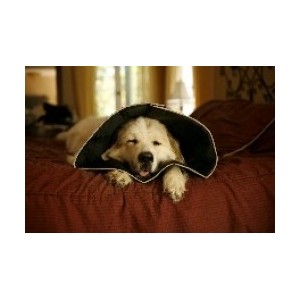 CANDIOLI COLLARE COMFY CONE XL 30 cm