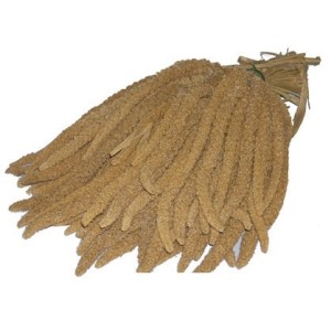 SPIGHE DI PANICO CARTONE DA 15 KG FORMATO CONVENIENZA 