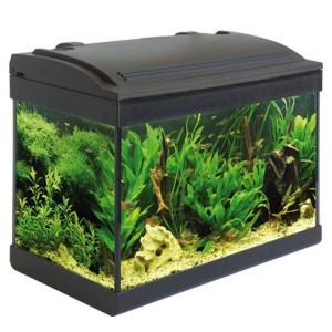 ACQUARIO MILO 43