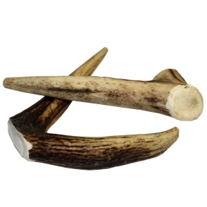 CORNA DI CERVO SMALL 50-80 GR