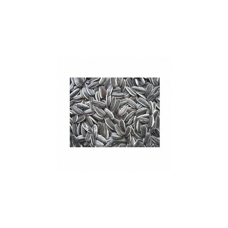 GIRASOLE PICCOLO KG.1