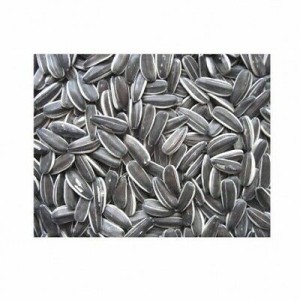 GIRASOLE PICCOLO KG.1