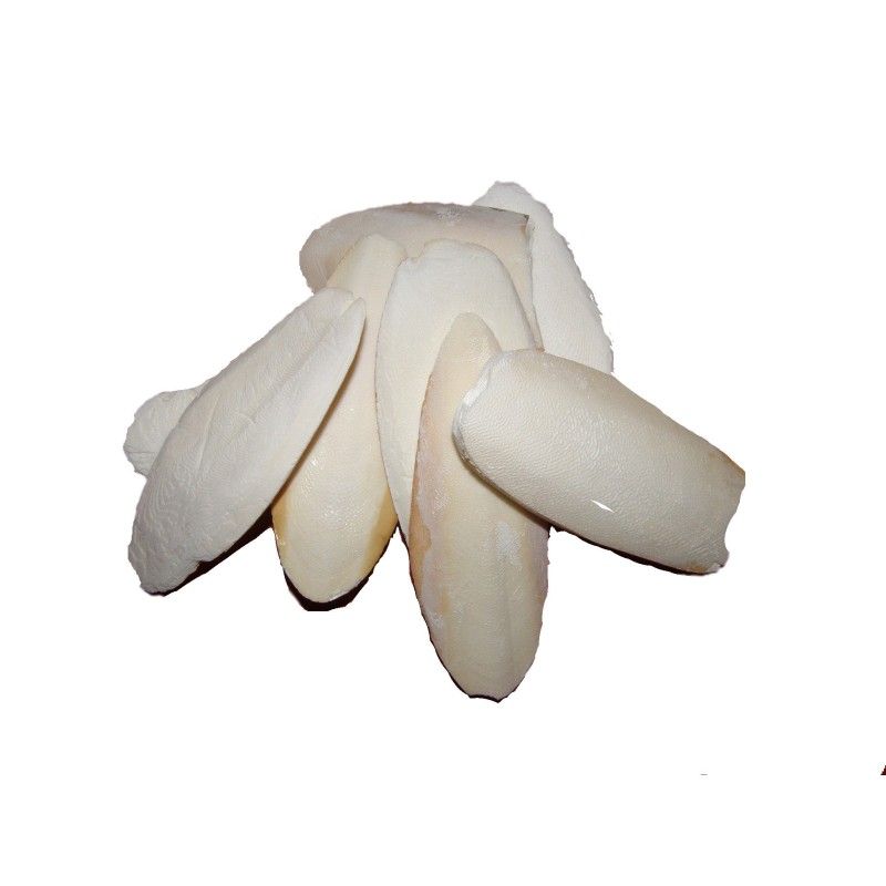 ***NON DISPONIBILE***OSSO DI SEPPIA KG.1   --18/20 CM-- 